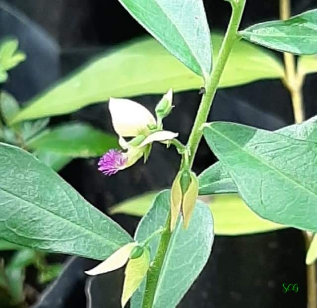 Polygala javana DC.